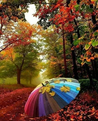 Одноклассники | Beautiful summer wallpaper, Cool pictures for wallpaper,  Autumn landscape картинки