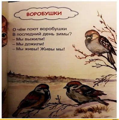 О чём поют воробушки В последний день зимы? - Мы выжили! -Мы дожили! - Мы  живы! Живы мы! / воробьи :: Баян (баян, боян, баяны, бояны, баянище,  боянище) :: птицы / смешные картинки