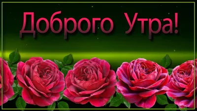 ✓Доброго утра, Хорошего дня, Прекрасного настроения✓ | Доброе утро,  Пожелания ко дню рождения, Открытки картинки