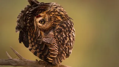 Обои National Geographic, 4k, HD, сова, смешные, National Geographic, 4k,  HD wallpaper, Owl, Funny, ОС #149 картинки