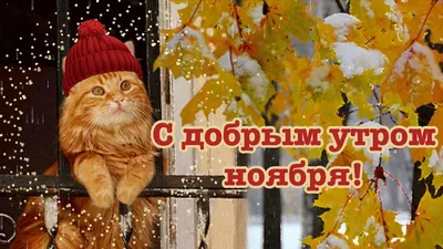 Видеооткрытка С добрым утром ноября! 1 ноября! Красивая Музыкальная  Открытка Пожелание Доброе Утро! Доброе утречко! картинки