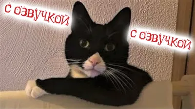 Смешные коты! Приколы с котами С ОЗВУЧКОЙ! Угарные животные! - YouTube картинки