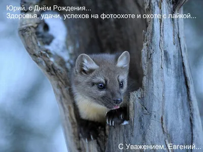 Сараева Юрия с Днем Рождения! - Поздравлялка - ОХОТА С ЛАЙКОЙ картинки