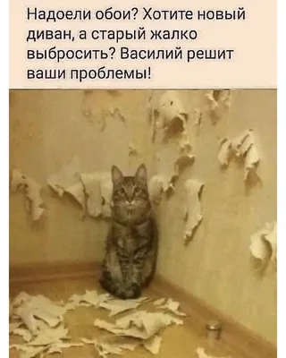 Анекдоты И Смешные Картинки в Instagram: «#котвасилий #безкотаижизньнета  #котики #обои #диван #ремонт #проказник #правдажизни #… | Юмор о животных,  Животные, Смешно картинки