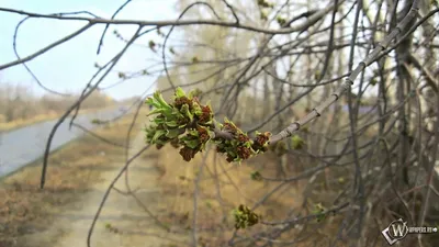 Скачать обои Апрельское пробуждение (Листья, Весна, апрель) для рабочего  стола 1920х1080 (16:9) бесплатно, Фото Апрельское пробуждение Листья,  Весна, апрель на рабочий стол. | WPAPERS.RU (Wallpapers). картинки