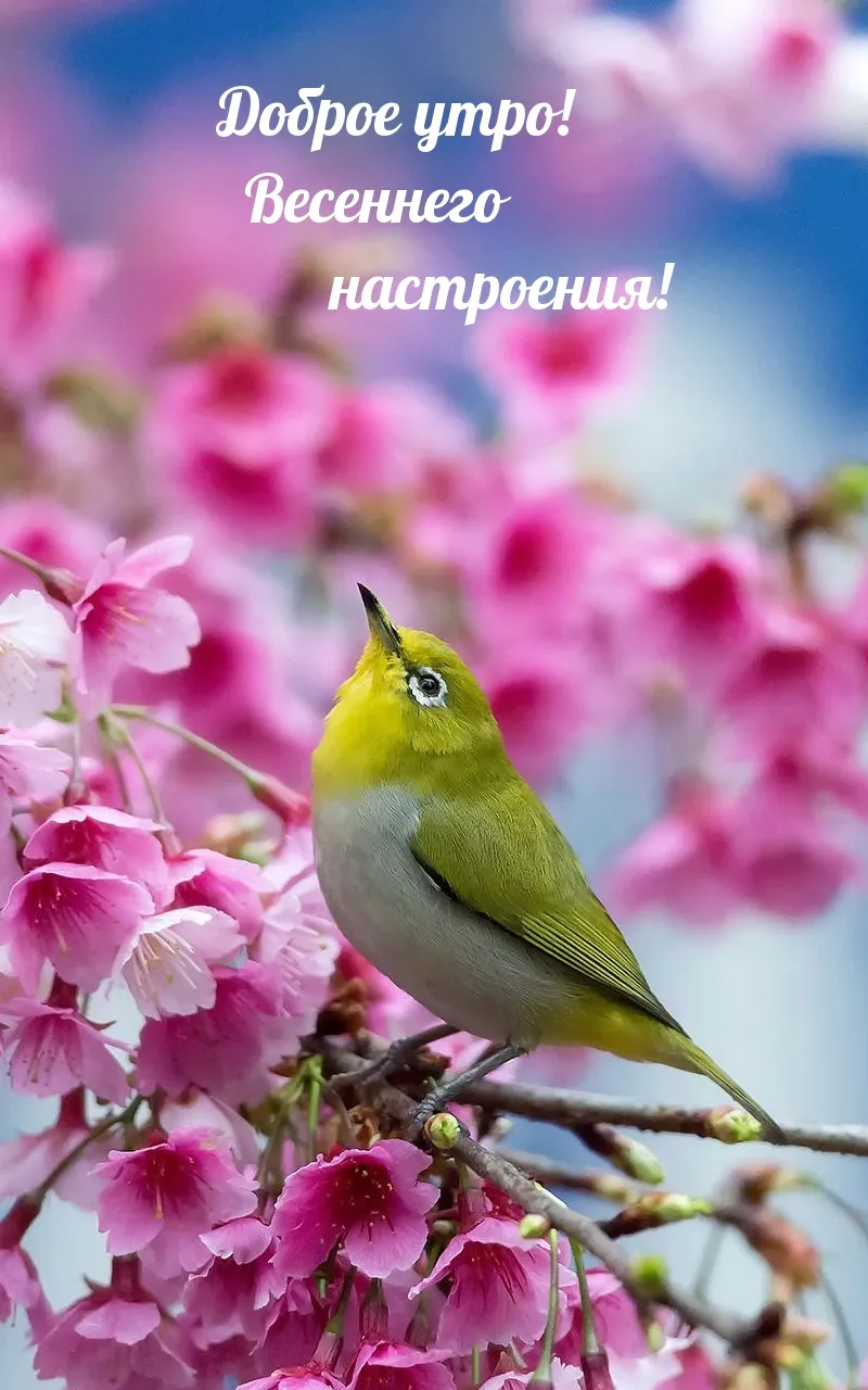 Весеннего настроения картинка #493990 - Картинка: Доброе утро ...