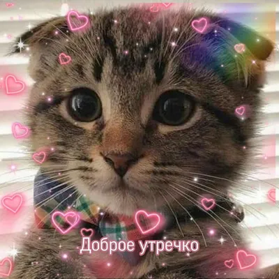 котик #доброеутро #пикчи #пикчискотами #разное #кот #сохраненки #cat  #goodmo #hearts | Милые тексты, Милые сообщения, Веселые мемы картинки