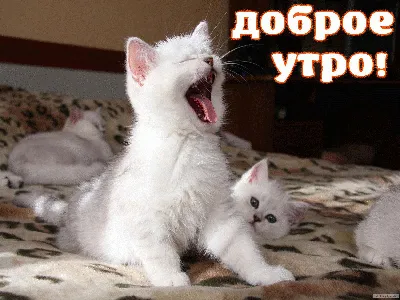 Картинка - Доброе утро! Котик. картинки