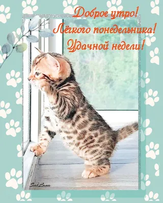 Доброе утро котик картинки