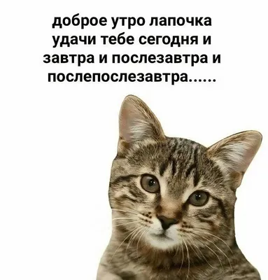 доброе утро папочка удачи тебе сегодня и завтра и послезавтра и  послепоспезавтра - выпуск №1746259 картинки