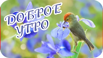 Доброе утро! 🌸 \ картинки