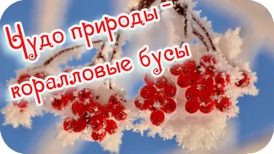 Доброе утро! ❤️Чудо природы - гроздья рябины зимой...❤️Невероятно  красиво!❤️Good morning!❤️ - YouTube картинки