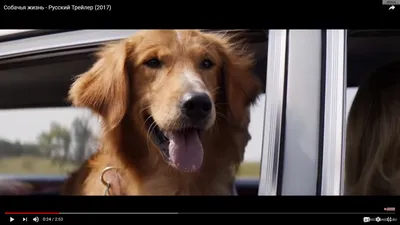 Собачья жизнь / A Dog's Purpose (2017, фильм) - «Добрый фильм для просмотра  всей семьёй. Особенно рекомендую тем, кто к сожалению потерял своего  питомца...» | отзывы картинки