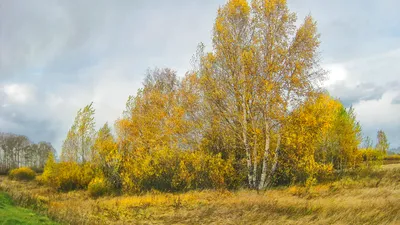 Сказ о том ,как Слепой картошку копал. Не повторять ,опасно для печени! |  Агат | Дзен картинки