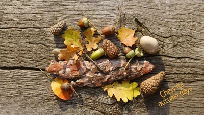 Обои cheerful autumn days скачать на рабочий стол, фото веселые дни осени картинки