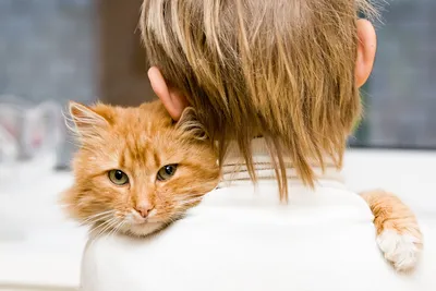 Обои мальчик, ребенок, kid, cat, boy, children, кошка, дети, Обои animal,  hair, малыш, eyes, глаз, волос, животное, child на рабочий стол картинки