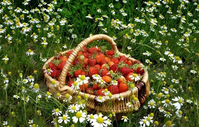 Отличного настроения природа - фото и картинки: 61 штук картинки