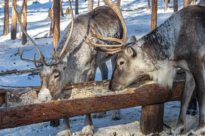 Фотография кормления лося зимой и зимой Фон И картинка для бесплатной  загрузки - Pngtree картинки