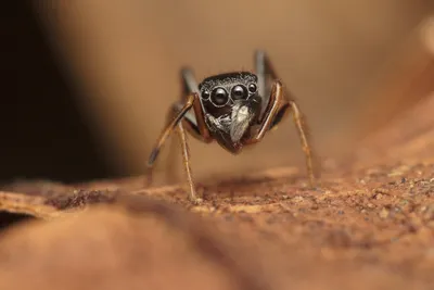 обои : Salticidae, Прыжки, Пауки, Макрофотография, Ара как, Сольамин,  Naturaleza, Насекомое, Насекомых, Profundidaddecampo, Животное, Блеск,  Алимент, Фотография, Реверс, Airelibre 5184x3456 - - 945228 - красивые  картинки - WallHere картинки