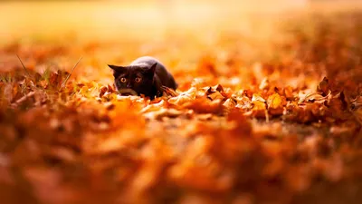 SpashScreen - Широкоформатные обои и заставки на рабочий стол - black cat  in yellow leaves, autumn, fallen leaves, funny animals,, черная кошка в  желтых листьях, осень, опалая листва, смешные животные картинки