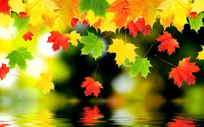 Обои на рабочий стол широкоформатные скачать бесплатно осень | Autumn  leaves wallpaper, Fall wallpaper, Leaf wallpaper картинки