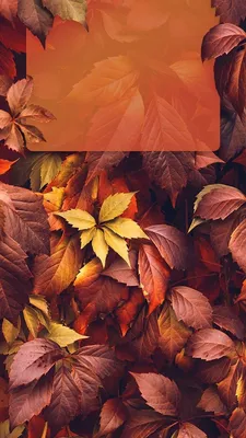 Instagram story autumn template | Картины, Обои, Фоновые изображения картинки