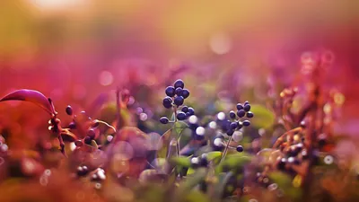 Обои ягоды, 5k, 4k, листья, макро, боке, berries, 5k, 4k wallpaper, leaves,  macro, bokeh, pink, Природа #546 картинки