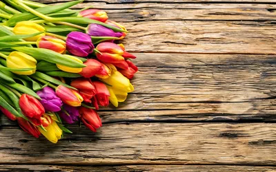 Скачать обои весна, beautiful, fresh, colorful, wood, тюльпаны, tulips,  bright, букет, spring, flowers, цветы, раздел цветы в разрешении … |  Тюльпаны, Цветок, Цветы картинки