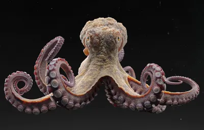 Обои осьминог, щупальца, черный фон, octopus, компьютерная графика, black  background, tentacles, computer graphics картинки на рабочий стол, раздел  рендеринг - скачать картинки