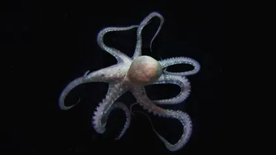 Скачать обои осьминог, черный фон, щупальца, подводный мир, octopus  разрешение 1920x1080 #141634 картинки