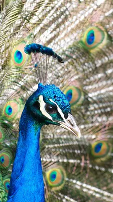 Обои Павлин, перья, Peacock, feathers, Животные #4755 картинки