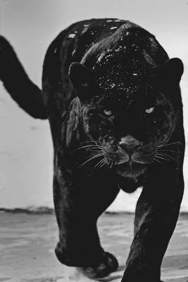 Пантеры — это ночные охотники! | Black panther cat, Jaguar animal, Panther  cat картинки