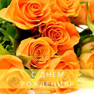 С днём рождения - классные открытки - RozaBox.com | Beautiful rose flowers,  Beautiful rose flowers images, Beautiful roses картинки