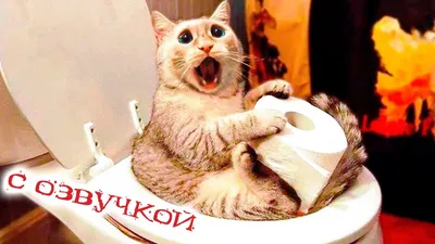 ПРИКОЛЫ С КОТАМИ! САМАЯ СМЕШНАЯ ОЗВУЧКА ЖИВОТНЫХ! СМЕШНЫЕ КОТЫ ДО СЛЁЗ! -  YouTube картинки