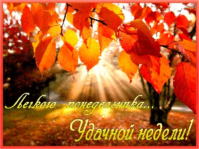 Картинки по запросу лёгкого понедельника удачной недели | Autumn leaves  wallpaper, Fall wallpaper, Fall background картинки