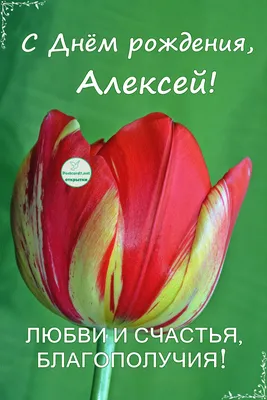 С Днём рождения, Алексей! Тюльпан — Открытки к празднику картинки