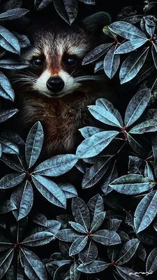 FOLK | Animal wallpaper, Cute animals, Animals картинки