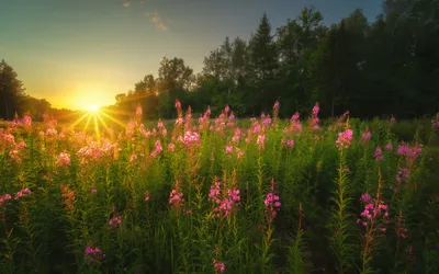 Картинки лето, солнце, лучи, деревья, пейзаж, закат, природа, вечер, травы,  иван-чай, кипрей, оборотов алексей - обои 1680x1050, картинка №352552 картинки