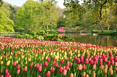 Обои для рабочего стола Нидерланды Keukenhof Весна Природа Тюльпаны картинки