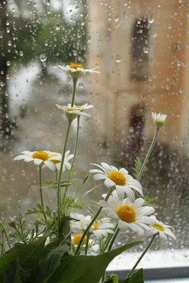 Картинки по запросу летний дождь за окном | Fotos de chuva, Flores bonitas,  Flores fotografia картинки