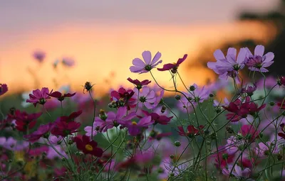 Обои закат, цветы, природа, фон, widescreen, обои, красота, wallpaper,  nature, sunset, широкоформатные, flowers, background, beauty,  полноэкранные, HD wallpapers картинки на рабочий стол, раздел цветы -  скачать картинки