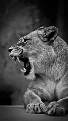 2160x3840 Обои лев, львица, оскал, чб, хищник, большая кошка | Female lion,  Lion photography, Lion картинки