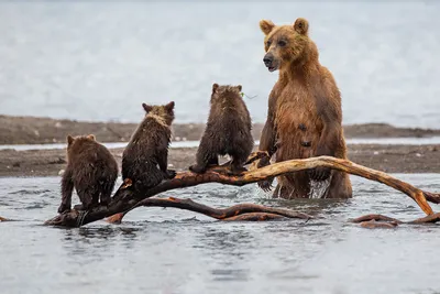 Фото Медведица и три медвежонка, медведица стоит в воде, а медвежата на  стволе дерева в водоеме, фотограф Денис Будьков картинки