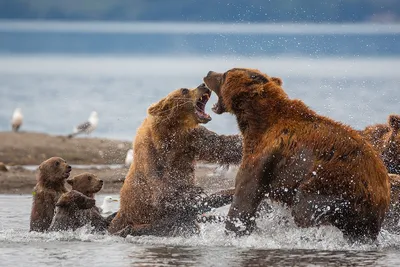 Фото Два взрослых медведя с открытыми пастями стоят в воде, рядом три  медвежонка, фотограф Денис Будьков картинки