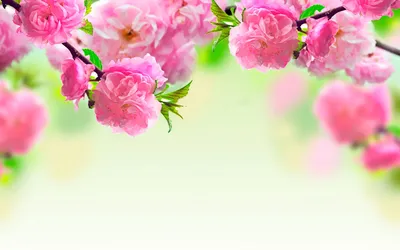 3д обои цветы на рабочий стол | Spring flowers wallpaper, Pink spring  flowers, Spring flowers background картинки