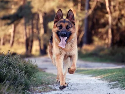 Бегущая немецкая овчарка с высунутым языком — Фото на аву | German shepherd  puppies, Shepherd puppies, Shepherd dog breeds картинки