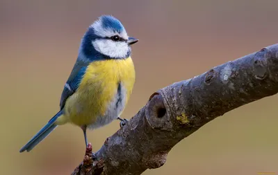 Обои Животные Синицы, лазоревки, обои для рабочего стола, фотографии  животные, синицы, лазоревки, клювик, птица, яркая, ветка, синица, лазоревка  Обои для рабочего стола, скачать обои картинки заставки на рабочий стол. картинки