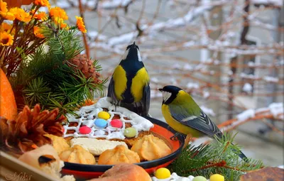 Обои Birds, Птички, Синицы картинки на рабочий стол, раздел животные -  скачать картинки