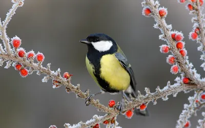 Фото животное птица Great tit Синицы Зима льда Ягоды Ветки 3840x2400 картинки