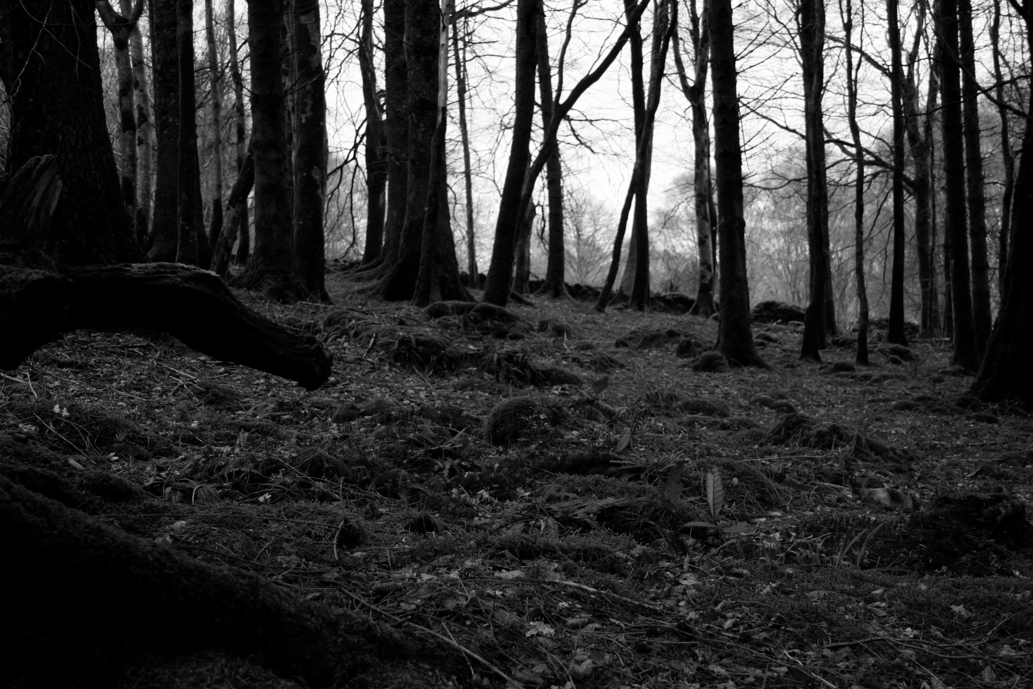 Темно жалкий. Темный лес Слендермен. Слендер Мэн в лесу. Тёмный лес СЛЕНДЕРМЕНА. Лес СЛЕНДЕРМЕНА.